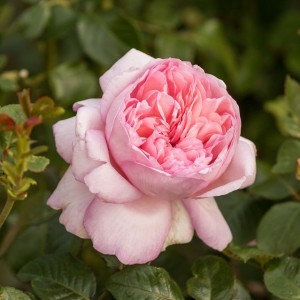 MAURITIA (hybrid tea)